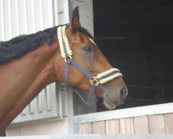 broodmare Satin (Württemberger, 2003, from Sir Oldenburg)