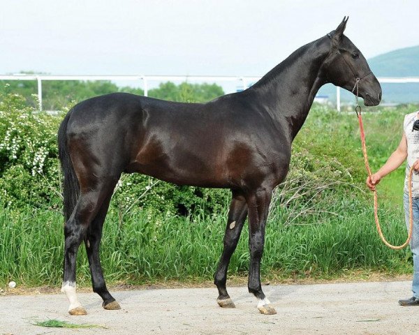 horse Temirkhan (Akhal-Teke, 2011, from Mustang)