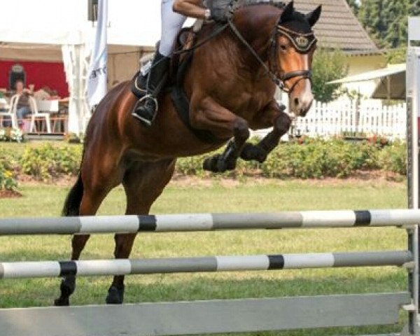 broodmare Monti Bellina (Hanoverian, 2009, from Monte Bellini)