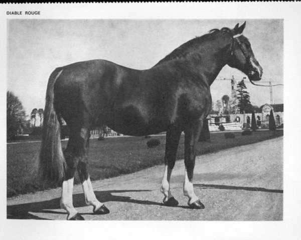 stallion Diable Rouge (Selle Français, 1947, from Ultimate xx) stallion Diable Rouge (Selle Français, 1947, from Ultimate xx)