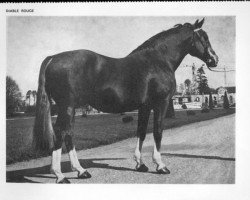 stallion Diable Rouge (Selle Français, 1947, from Ultimate xx)