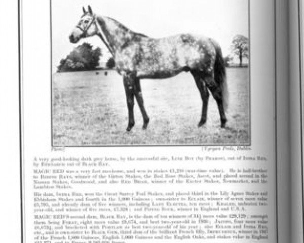 stallion Magic Red xx (Thoroughbred, 1941, from Link Boy xx)