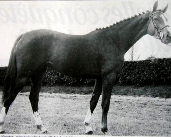 broodmare Lutine des Ifs (Selle Français, 1977, from Quastor)