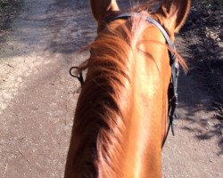 jumper Stradivari 28 (Hanoverian, 2007, from Stakkato)