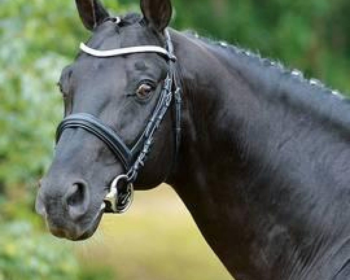 stallion Schoener Stern (Oldenburg, 1998, from Silvio I)