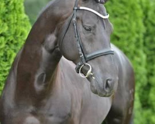 stallion Sandro Love (Hanoverian, 2006, from Sandro Song)