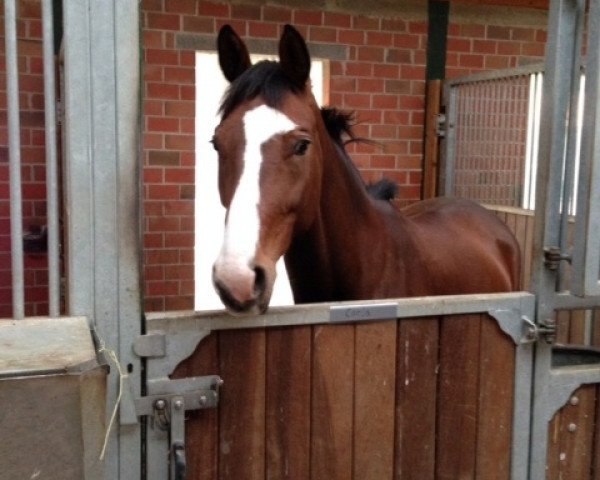 dressage horse Kiss me 28 (Trakehner, 2007, from Kasimir TSF)