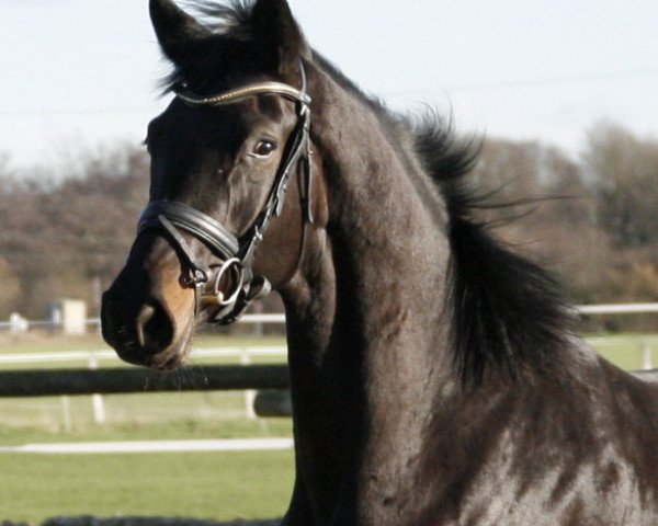 broodmare Fantastic Girl (Westphalian, 2010, from Fifty Cent)