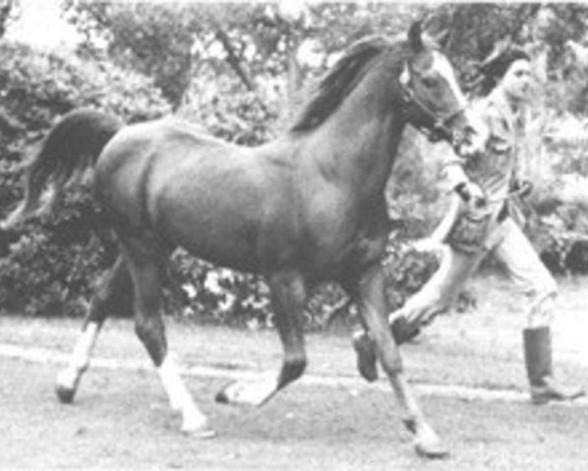 stallion Indian King ox (Arabian purebred, 1953, from Oran 1940 ox)