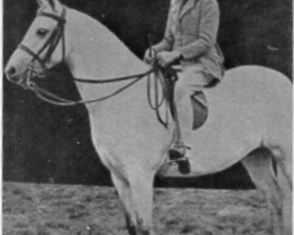 broodmare Tan-Y-Bwlch Prancio (Welsh mountain pony (SEK.A), 1932, from Tan-Y-Bwlch Berwyn)