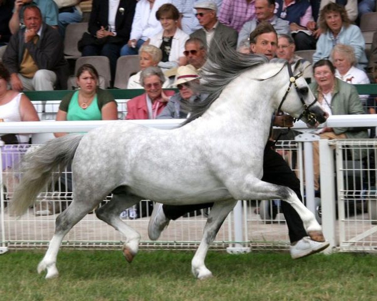 Deckhengst Vechtzicht's Hywel (Welsh Mountain Pony (Sek.A), 1995, von Springbourne Claret)