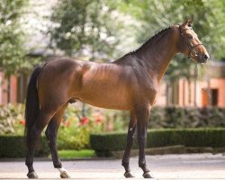 stallion van Gogh (KWPN (Royal Dutch Sporthorse), 2002, from Numero Uno)