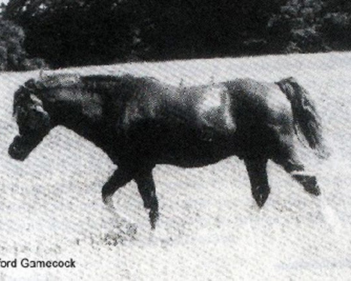 Deckhengst Twyford Gamecock (Welsh Mountain Pony (Sek.A), 1964, von Twyford Grenadier)