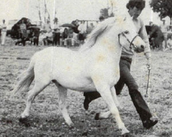 Deckhengst Coed Coch Proffwyd (Welsh Mountain Pony (Sek.A), 1952, von Coed Coch Madog) Deckhengst Coed Coch Proffwyd (Welsh Mountain Pony (Sek.A), 1952, von Coed Coch Madog)