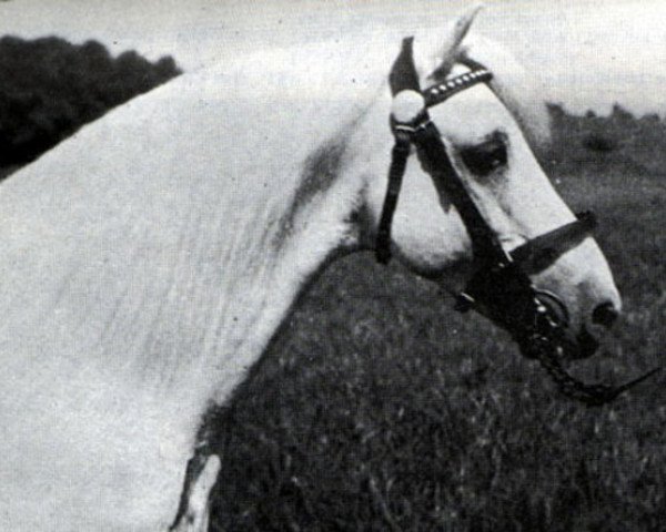 Deckhengst Bowdler Brightlight (Welsh Mountain Pony (Sek.A), 1923, von Mathrafal Havoc)