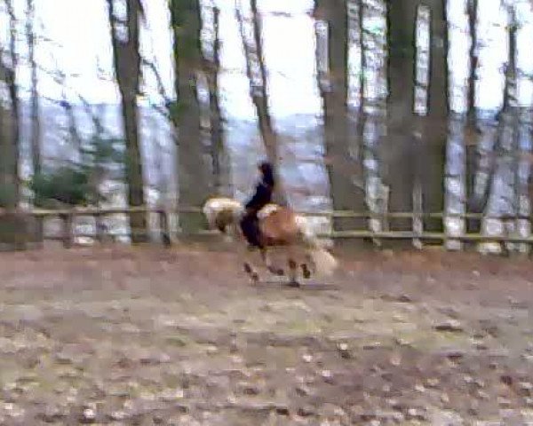 Video of Aslan (2,34% ox)