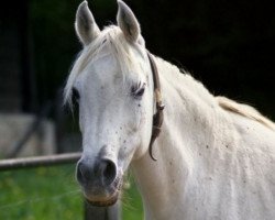broodmare Noha 1971 ox (Arabian purebred, 1971, from Hadban Enzahi 1952 EAO)