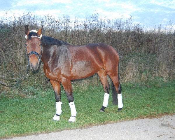 Pferd Remember's Ruby (Oldenburger, 2007, von Samarant)