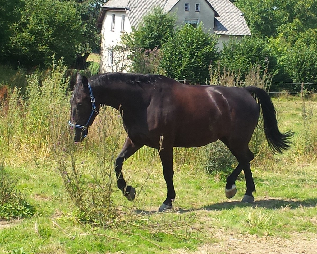 dressage horse Leon (Polish Warmblood, 2006, from Landor)