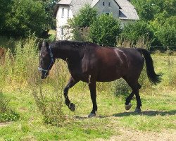 dressage horse Leon (Polish Warmblood, 2006, from Landor)