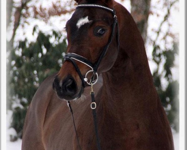 stallion Showman Sam (Westphalian, 2008, from Stoiber SN) stallion Showman Sam (Westphalian, 2008, from Stoiber SN)