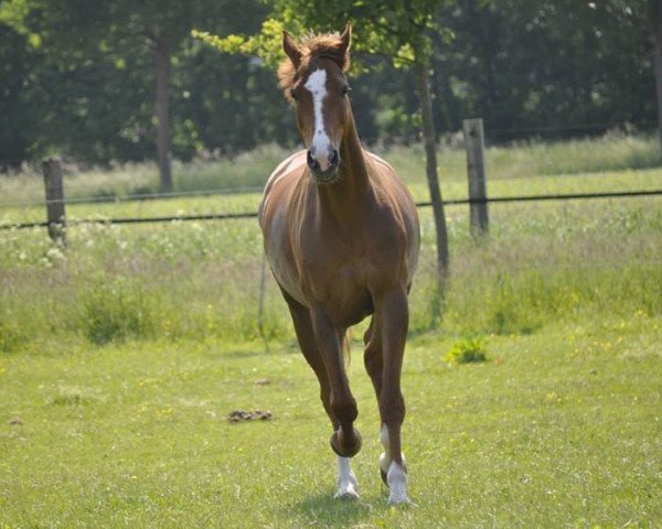 horse Loro Piana (Oldenburg, 2006, from Tannenhof's London Swing)