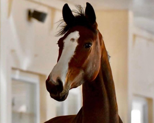 horse Balisto Deluxe (Oldenburg show jumper, 2015, from Balou du Rouet)