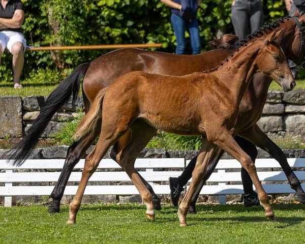 horse Immerrot (Trakehner, 2021, from Guardiola xx)