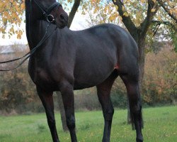 broodmare Cherry (Hanoverian, 1999, from Convoi)