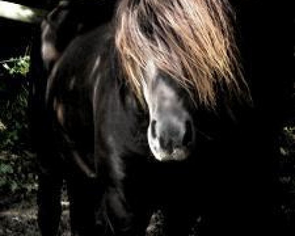 horse Galsis-Glaumur von Haselrode (Iceland Horse, 2004, from Galsor frá Reykjavík)