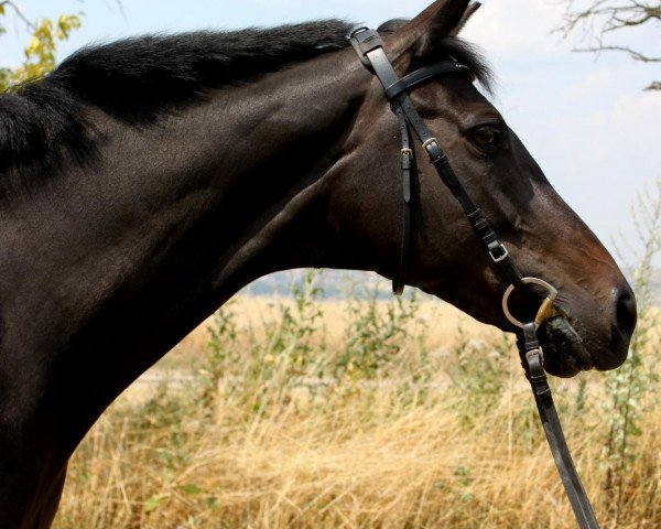 broodmare Usante (Trakehner, 2003, from Tivano)