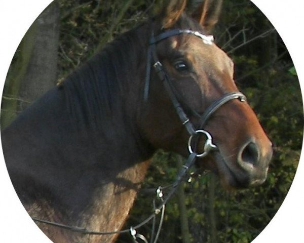 Pferd Daventry's Boy (Deutsches Sportpferd, 2006, von Daventry) Pferd Daventry's Boy (Deutsches Sportpferd, 2006, von Daventry)