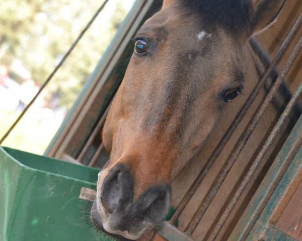 jumper Salmi Caramel (German Riding Pony, 2003, from Saturn)