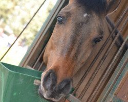 jumper Salmi Caramel (German Riding Pony, 2003, from Saturn)