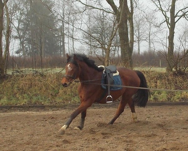 horse Ceron (Holsteiner, 2009, from Canto)