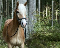 jumper Nino B (Haflinger, 2004, from Nekoma B (2,34% ox))