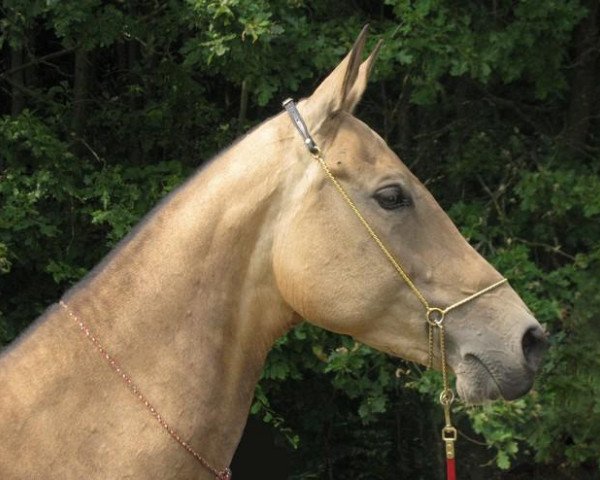 broodmare Durana (Akhal-Teke, 2000, from Elbek 40)