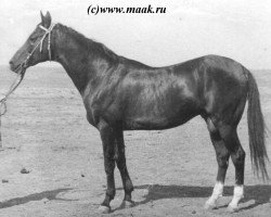 stallion Kizil (Akhal-Teke, 1930, from Everdi Teleke)