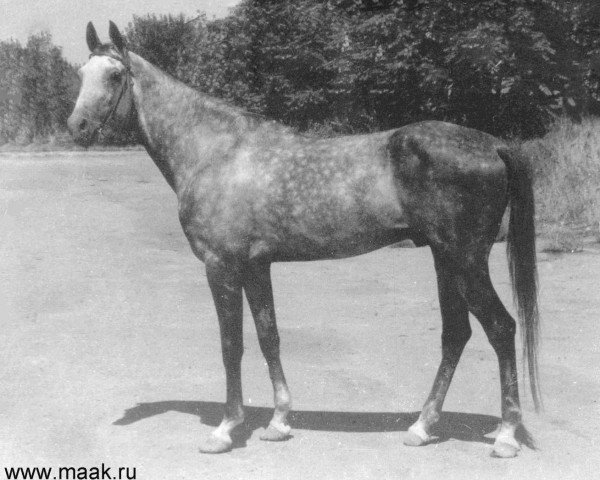 Deckhengst Kelte (Achal Tekkiner, 1985, von Enysh) Deckhengst Kelte (Achal Tekkiner, 1985, von Enysh)