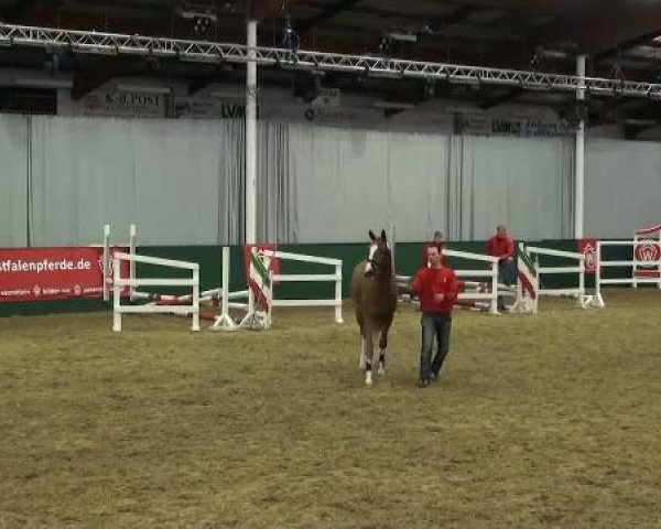 Westfälisches Freispring-Finale Handorf 2012
Mittwoch, den 11.04.2012
Reitpferde
2.Abteilung Hengste und Wallache
