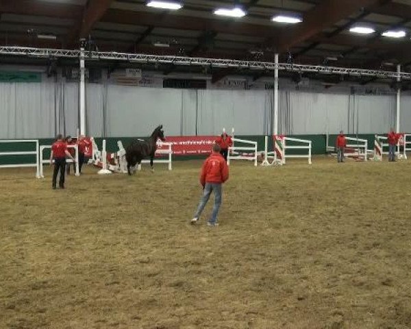 Westfälisches Freispring-Finale Handorf 2012
Mittwoch, den 11.04.2012
Reitpferde
2.Abteilung Hengste und Wallache