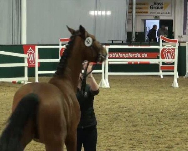 Westfälisches Freispring-Finale Handorf 2012
Mittwoch, den 11.04.2012
Reitpferde
2.Abteilung Hengste und Wallache
