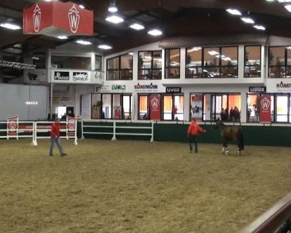 Westfälisches Freispring-Finale Handorf 2012
Mittwoch, den 11.04.2012
Reitpferde
2.Abteilung Hengste und Wallache

