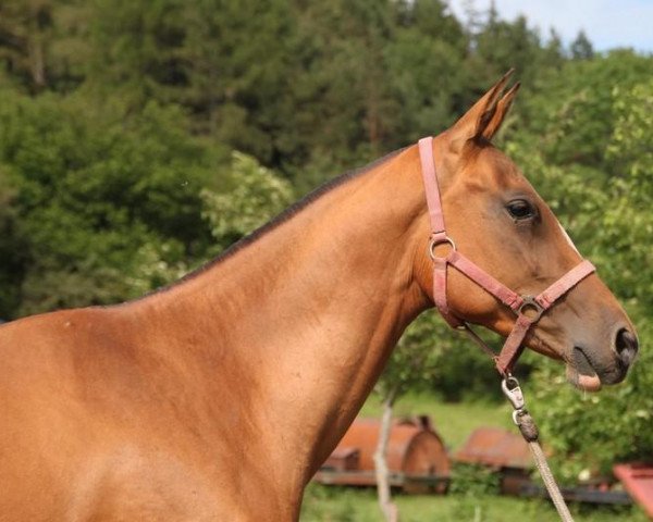 horse Abra (Akhal-Teke, 2010, from Abebe)