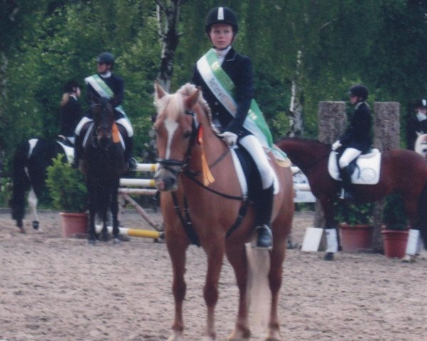 horse Lea (Haflinger, 1997, from Nymphensohn (25% ox)) horse Lea (Haflinger, 1997, from Nymphensohn (25% ox))