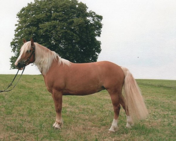 horse Daisy (Haflinger, 2002)