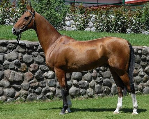 stallion Arzgir (Akhal-Teke, 1998, from Galkan)