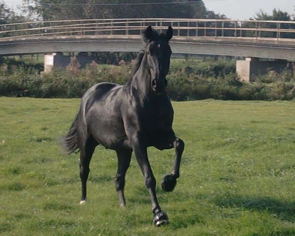 dressage horse Rubiano 10 (Oldenburg, 2007, from Rubinero 2) dressage horse Rubiano 10 (Oldenburg, 2007, from Rubinero 2)