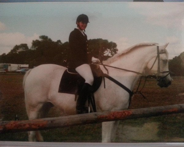 horse Bacardi 43 (Trakehner, 1984, from Bajar ShA)