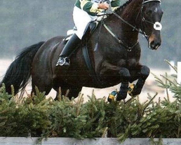 horse Muskatell JL (Swedish Warmblood, 1997, from Le Mans xx 824) horse Muskatell JL (Swedish Warmblood, 1997, from Le Mans xx 824)